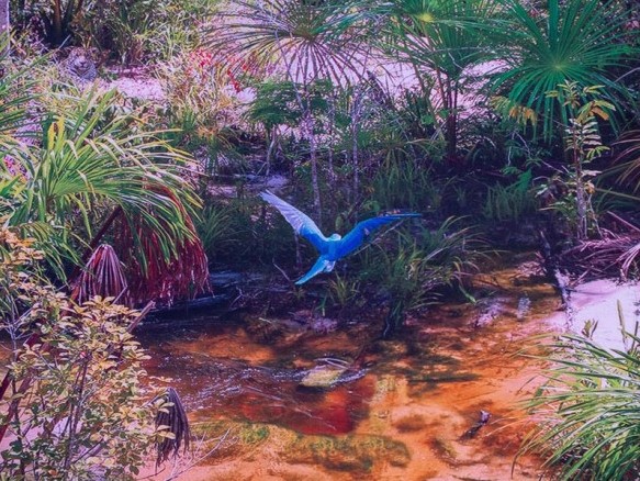 Ein Ausschnitt des Panorama Bildes, zu sehen ist ein blauer Vogel