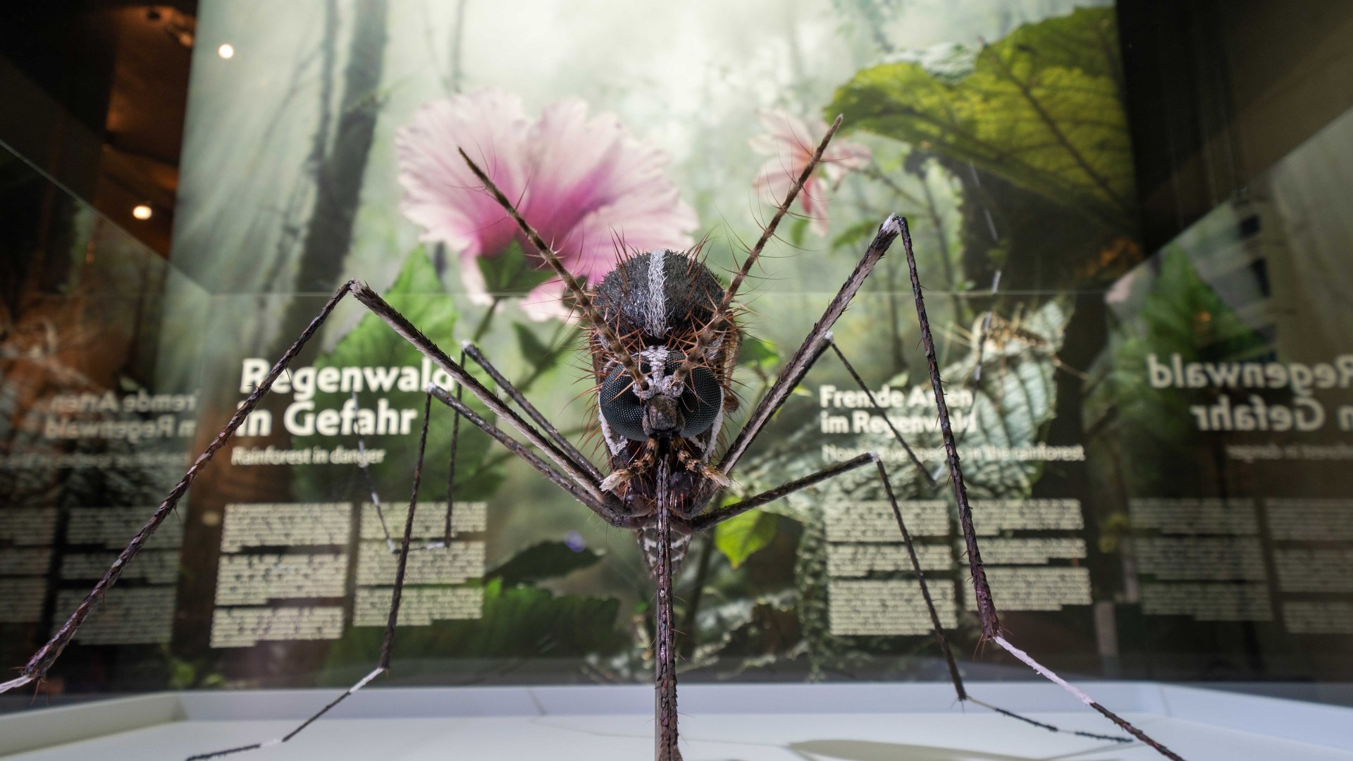 Eine Tigermücke in 100-facher Vergrößerung