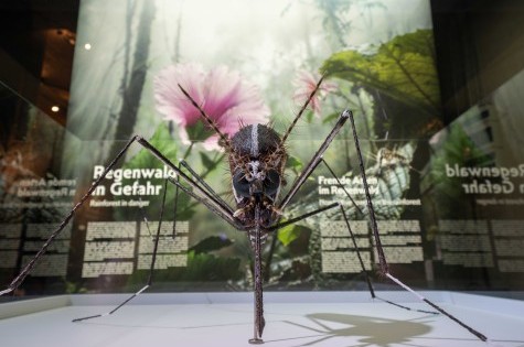 Eine Tigermücke in 100-facher Vergrößerung