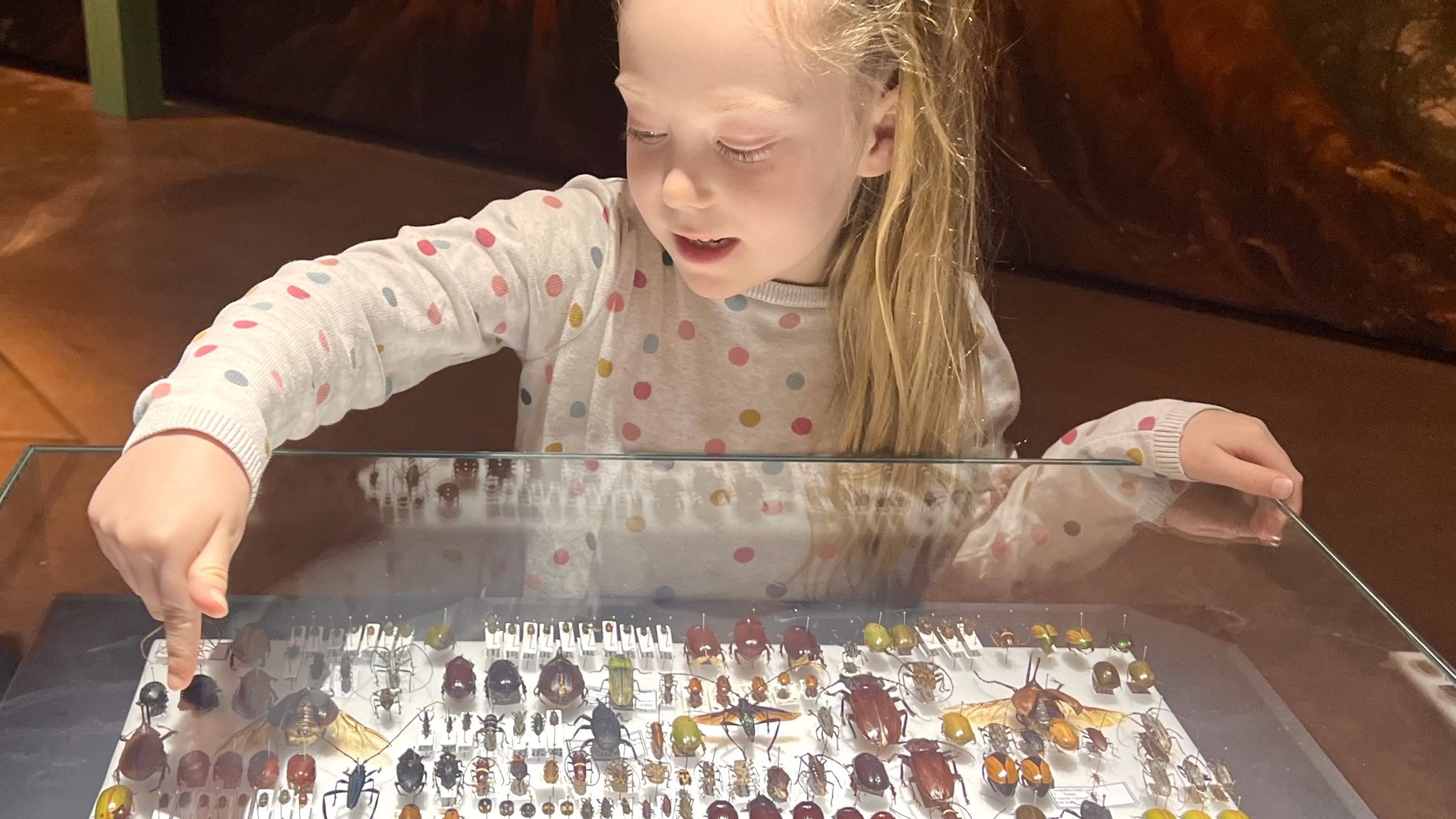 Kind schaut sich die Amazonien Ausstellung an und zeigt auf die Käfer