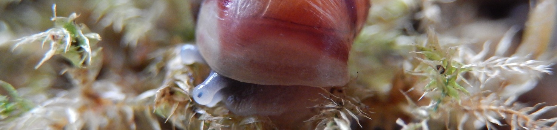Riesenschnecke im Terrarium