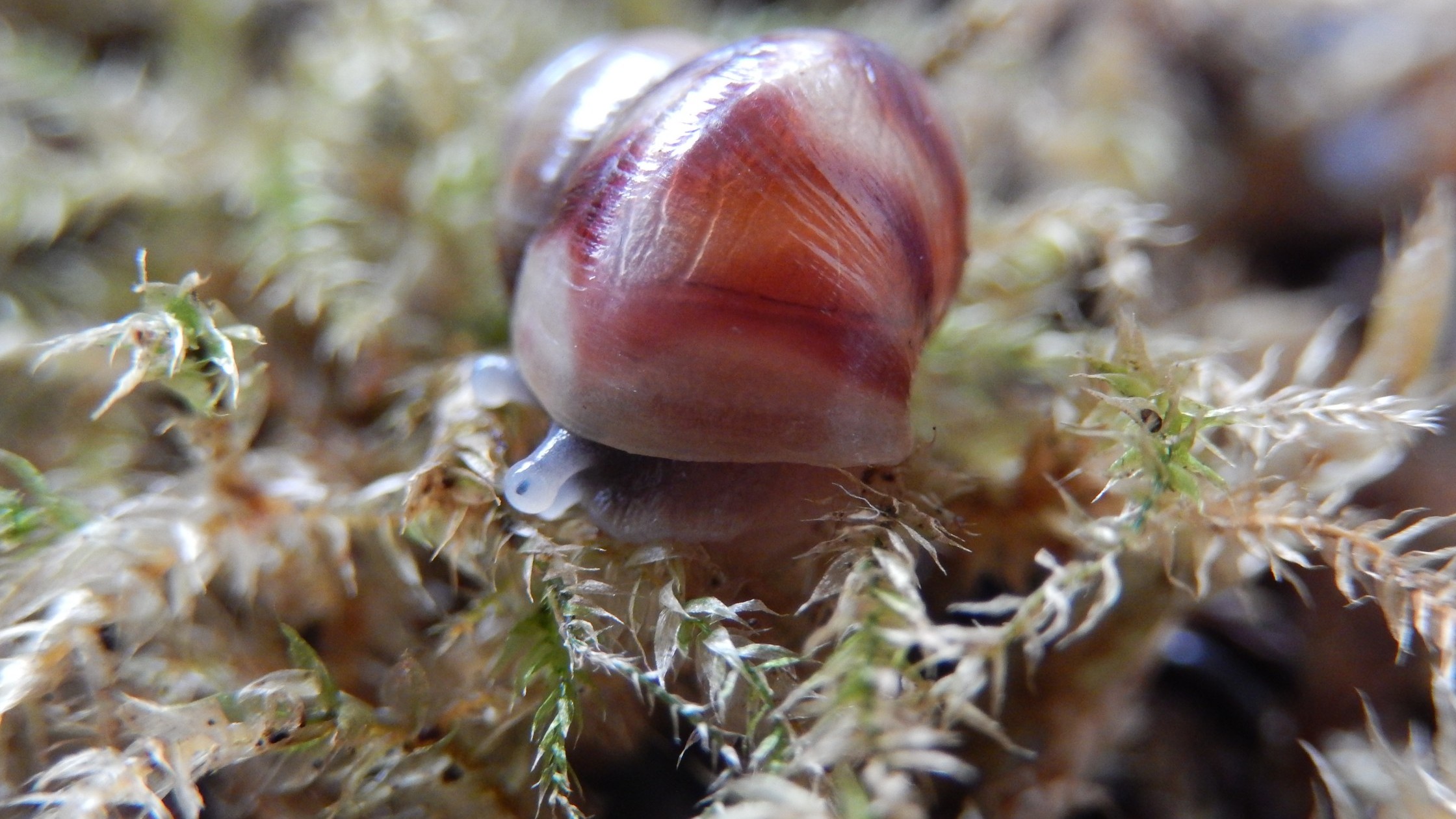 Riesenschnecke im Terrarium