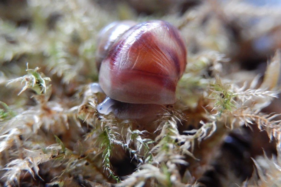 Riesenschnecke im Terrarium